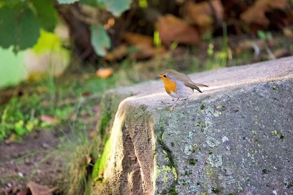 Tiro Close Pássaro Robin Europeu Uma Rocha Uma Floresta — Fotografia de Stock