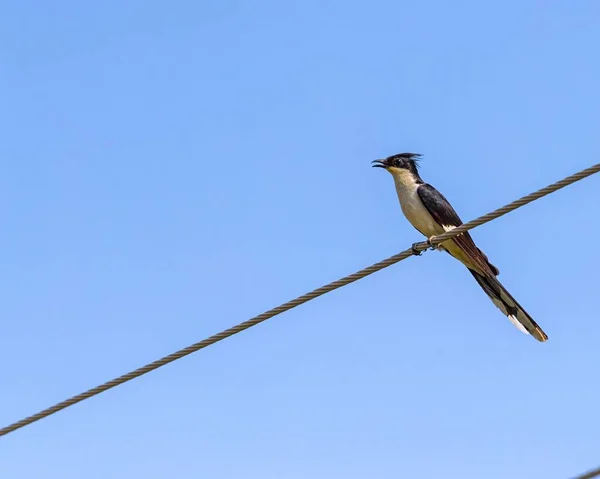 Egy Alacsony Szögű Felvétel Egy Pied Cuckoo Ról Amint Kamerába — Stock Fotó