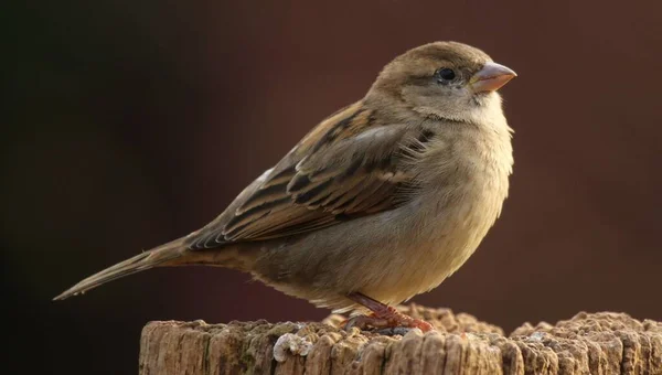 stock image A closeup of a cute House sparrow bird perched on the wood