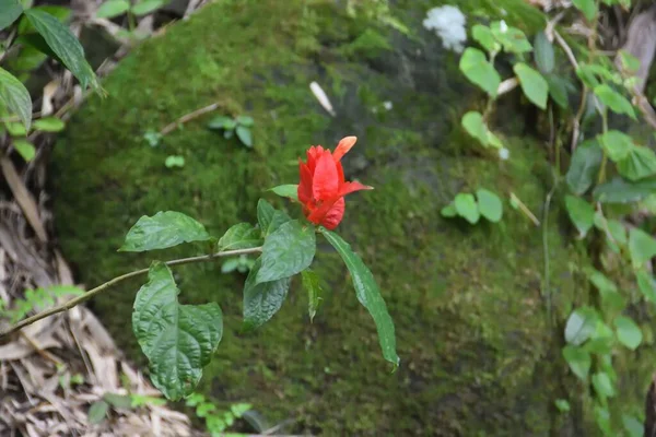 Ένα Κόκκινο Εύθραυστο Λουλούδι Ένα Δέντρο — Φωτογραφία Αρχείου