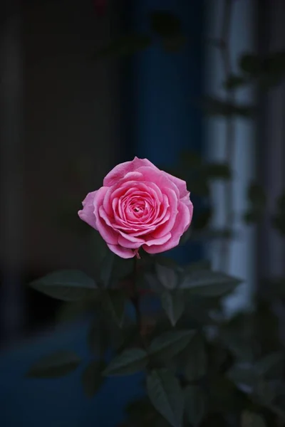 花园里一朵粉红色的花 — 图库照片