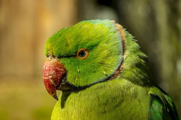 Closeup Echo Parakeet Psittacula Eques Green Parrot Blurred Background — Stock Photo, Image