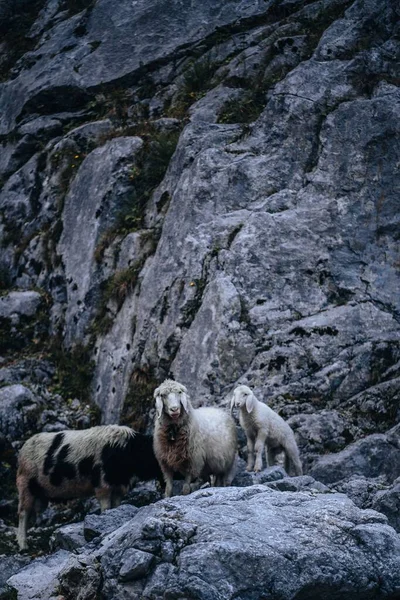 岩の崖の上に子供のランプが立っているかわいい白い母羊の垂直ショット — ストック写真