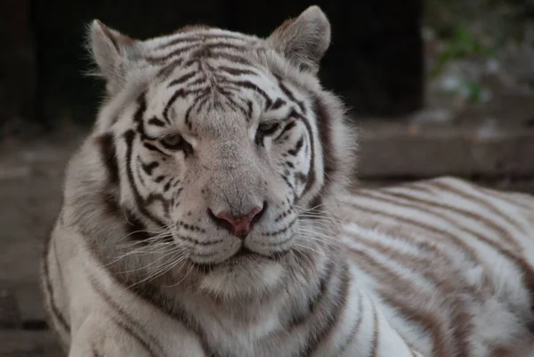 Gros Plan Tigre Blanc Bengale Couché Sur Sol Avec Arrière — Photo