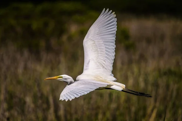 Ένα Κοντινό Πλάνο Ενός Όμορφου Λευκού Great Egret Πτήση Κατά — Φωτογραφία Αρχείου
