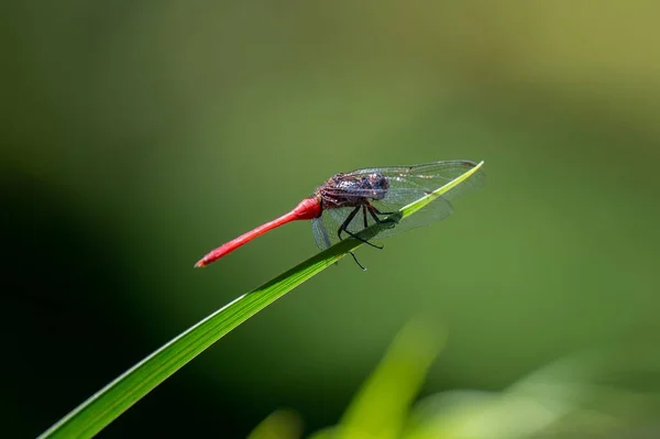 Eine Selektive Fokusaufnahme Einer Roten Australischen Libelle Auf Einem Schilf — Stockfoto