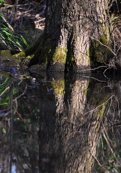 Nahaufnahme Eines Dicken Baumstammes Mit Einem Spiegelbild Auf Einem Teich — Stockfoto