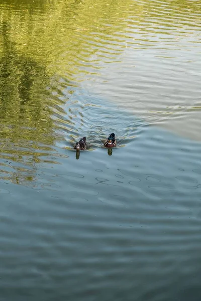 Two Ducks Swimming Pond Romania — Stock Photo, Image