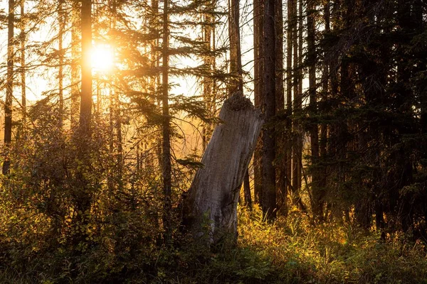 日出时分在茂密的森林里的一根圆木 — 图库照片