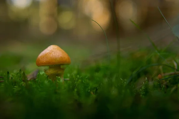 Closeup Shot Wild Mushroom Wild Blurred Background — Stock Photo, Image