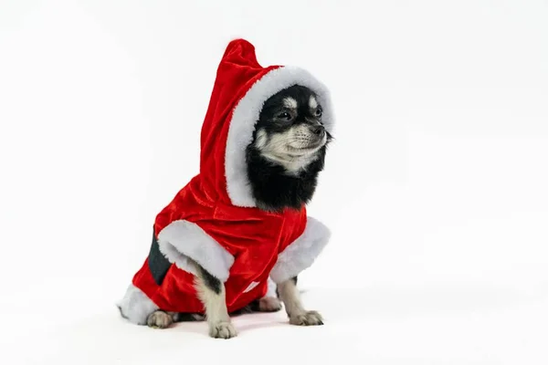 Bedårande Lurvig Chihuahua Jul Outfit Santa Claus Kläder Studio — Stockfoto
