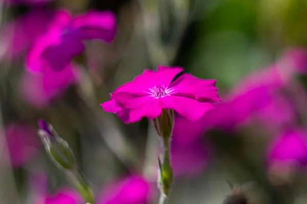 Крупный План Фиолетового Гвоздичного Цветка Фоне Размытия — стоковое фото