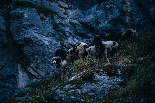 Karanlıkta Çimen Dağlarında Bir Grup Koyunun Yakın Çekimi — Stok fotoğraf