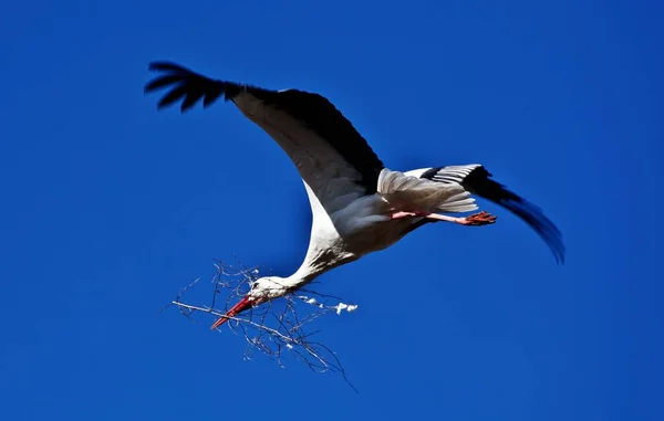 Una Cigüeña Volando Cielo Azul —  Fotos de Stock
