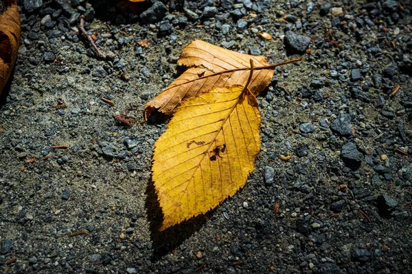 Árvores Outono Caídas Parque Nacional Acadia — Fotografia de Stock