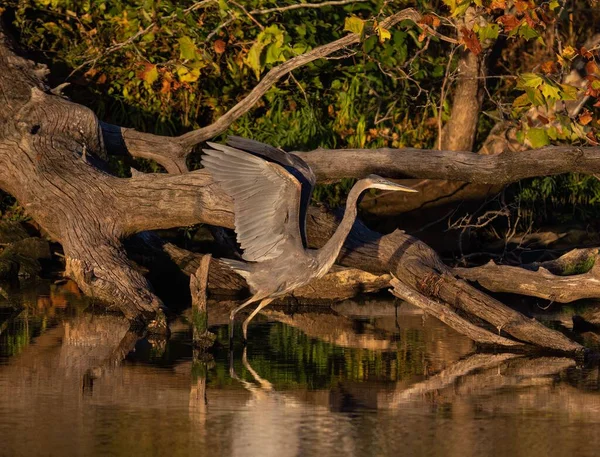 Great Blue Heron Perched Tree Branches Lake — Stock Photo, Image