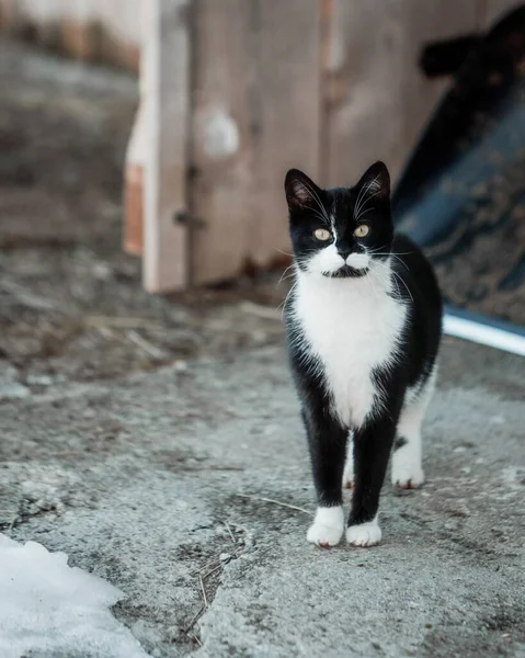 Kameraya Bakan Beyaz Siyah Bir Kedinin Dikey Seçici Odağı — Stok fotoğraf