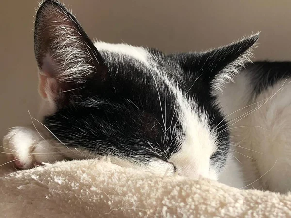 Retrato Gato Blanco Negro Durmiendo Bajo Luz Del Sol — Foto de Stock