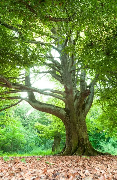 Tiro Vertical Uma Bela Árvore Grande Uma Floresta Ensolarada Exuberante — Fotografia de Stock