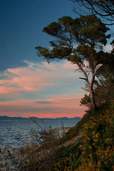 Sahildeki Ağaçların Dikey Görüntüsü Sakin Deniz Arka Planda Pembe Günbatımı — Stok fotoğraf