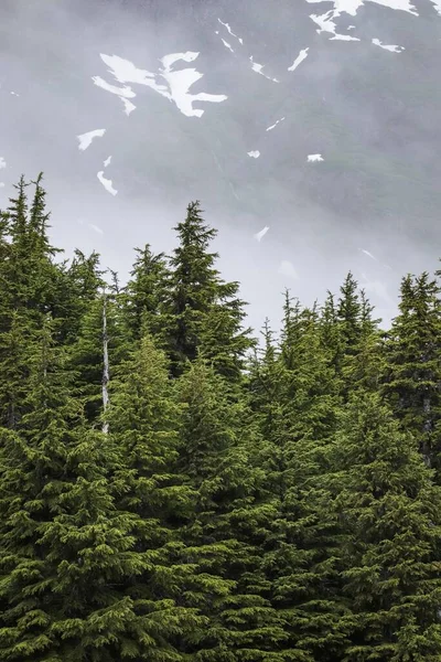 Vertical Shot Green Pines Misty Mountains — Stock Photo, Image