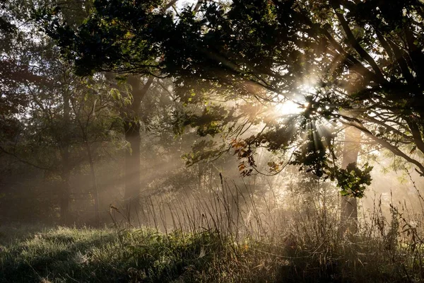 Eine Schöne Aufnahme Der Sonne Die Durch Äste Einen Wald — Stockfoto
