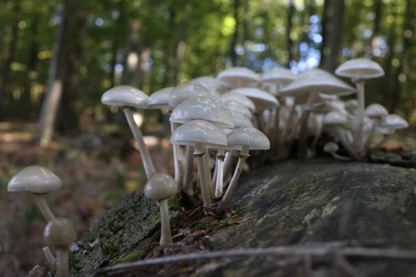 Tiro Close Dos Cogumelos Porcelana Brancos Casca Árvore — Fotografia de Stock