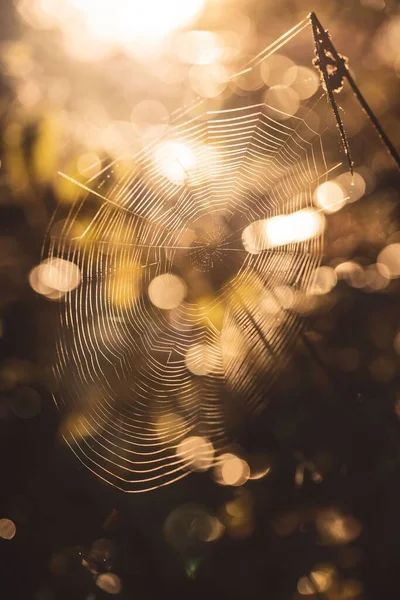Eine Nahaufnahme Eines Schönen Spinnennetzes Einem Sonnenbeschienenen Wald Auf Verschwommenem — Stockfoto