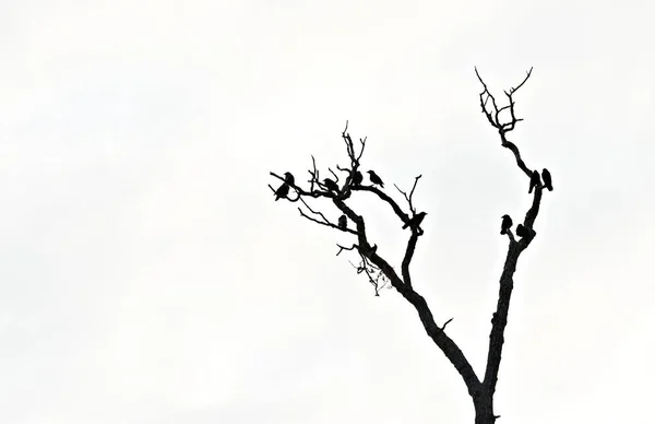 Μια Μαύρη Σιλουέτα Δέντρου Σκαρφαλωμένα Κοράκια Στο Λευκό Φόντο — Φωτογραφία Αρχείου