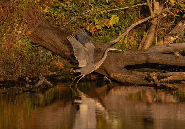 Närbild Stor Blå Heron Uppflugen Ett Träd Sjö Solig Dag — Stockfoto
