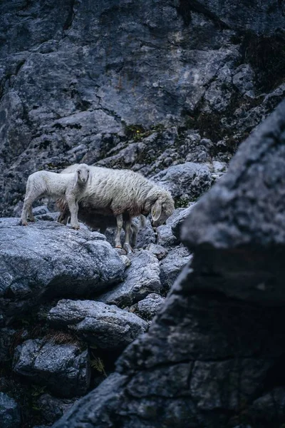 黑暗中一群羊群在青草山上的特写镜头 — 图库照片