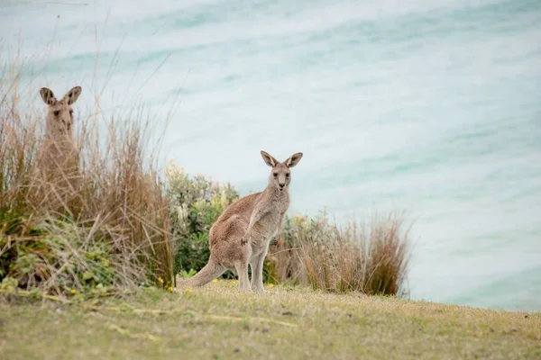 Los Canguros Que Juegan Emerald Beach Australia — Foto de Stock