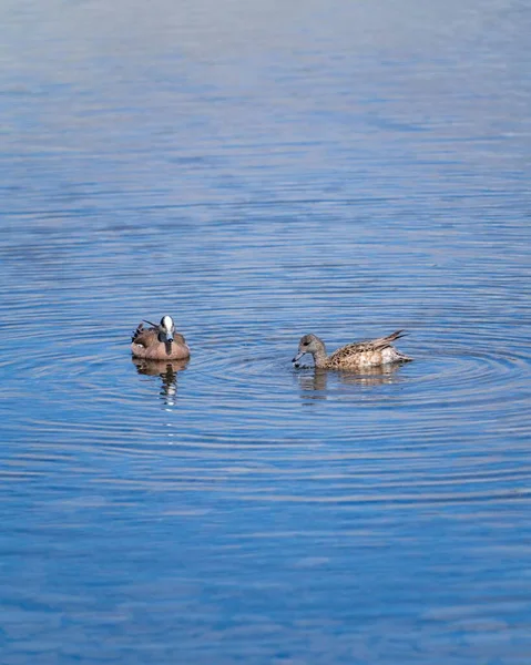 在阳光灿烂的日子里两只鸭子在游泳的垂直画面 — 图库照片