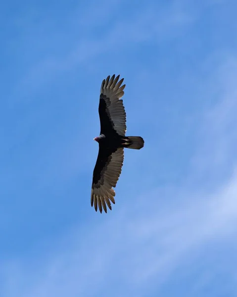 Pionowe Ujęcie Brązowego Pelikana Latającego Powietrzu — Zdjęcie stockowe