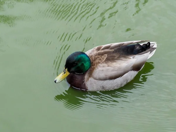 Closeup Beautiful Mallard Duck Swimming Pond — Stock Photo, Image