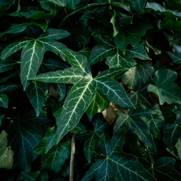 一般的な緑のツタの葉のクローズアップショット — ストック写真