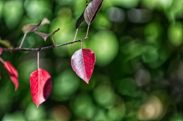 Bulanık Bir Arkaplanda Kırmızı Sonbahar Yapraklarının Yakın Çekimi — Stok fotoğraf