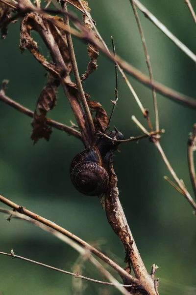 Μια Κάθετη Βολή Σαλιγκαριού Ένα Φυτό Ξερά Φύλλα — Φωτογραφία Αρχείου