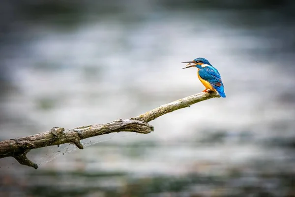 翠鸟翠鸟在河上的树枝上的有选择的聚焦点 — 图库照片