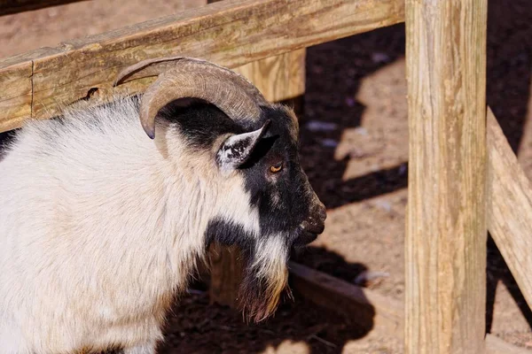 一只长着大角的漂亮山羊在木笼上 — 图库照片