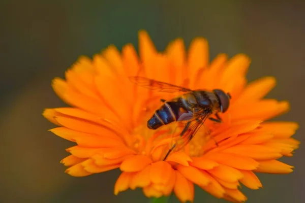 Primer Plano Insecto Mosca Del Dron Una Flor Naranja Con — Foto de Stock