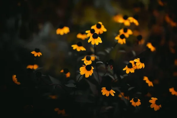 Μια Κοντινή Φωτογραφία Μαυρομάτικων Σουζάνων Ανθίζουν Στον Κήπο — Φωτογραφία Αρχείου