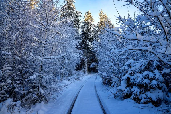 Camino Vacío Pasando Por Árboles Cubiertos Nieve Día Soleado —  Fotos de Stock