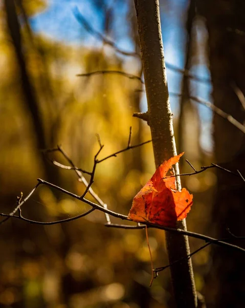 Vertikální Záběr Suchého Hnědého Listu Větvi Pod Slunečním Světlem — Stock fotografie