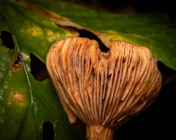 Closeup Shot Woodland Fungi Wilted Green Leaf Black Background — Stock Photo, Image