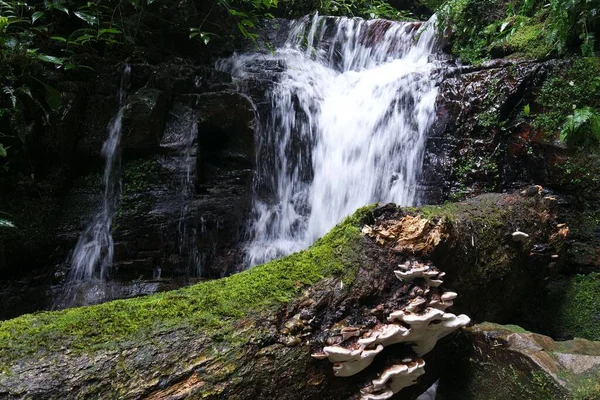 森の中の滝の景色 — ストック写真