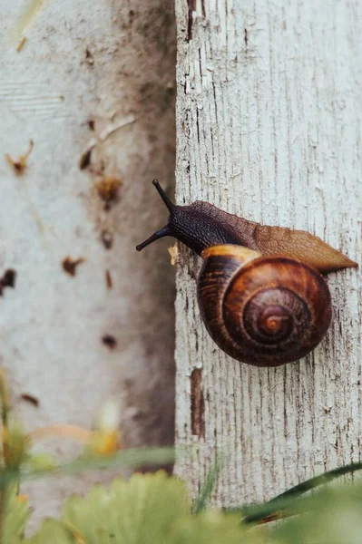 Plan Vertical Escargot Sur Une Surface Bois Blanc — Photo