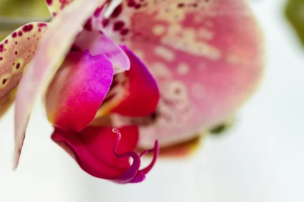 Gros Plan Des Pétales Roses Une Orchidée Fleurie — Photo