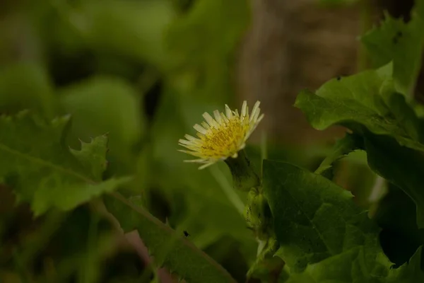 Кучерявий Знімок Жовтого Ромашкового Квітки Саду — стокове фото