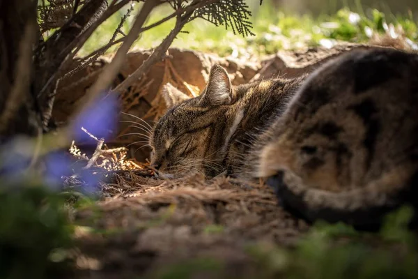 Een Aanbiddelijk Uitzicht Een Slapende Kat Een Tuin Omringd Door — Stockfoto